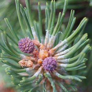 Photographie n°2497223 du taxon Pinus mugo subsp. uncinata (Ramond ex DC.) Domin [1936]