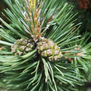 Photographie n°2497224 du taxon Pinus mugo subsp. uncinata (Ramond ex DC.) Domin [1936]