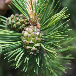 Photographie n°2497226 du taxon Pinus mugo subsp. uncinata (Ramond ex DC.) Domin [1936]