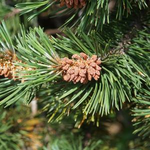 Photographie n°2497229 du taxon Pinus mugo subsp. uncinata (Ramond ex DC.) Domin [1936]