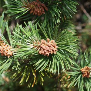 Photographie n°2497230 du taxon Pinus mugo subsp. uncinata (Ramond ex DC.) Domin [1936]
