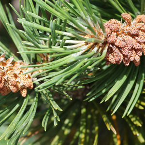 Photographie n°2497231 du taxon Pinus mugo subsp. uncinata (Ramond ex DC.) Domin [1936]