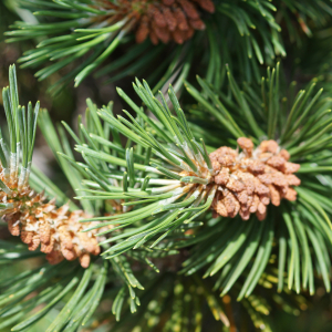 Photographie n°2497232 du taxon Pinus mugo subsp. uncinata (Ramond ex DC.) Domin [1936]