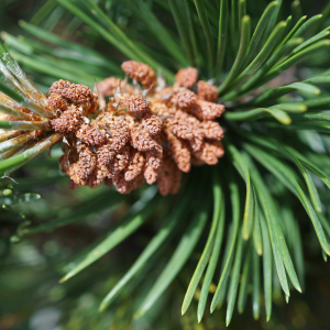Photographie n°2497234 du taxon Pinus mugo subsp. uncinata (Ramond ex DC.) Domin [1936]