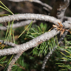Photographie n°2497254 du taxon Pinus mugo subsp. uncinata (Ramond ex DC.) Domin [1936]