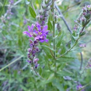 Photographie n°2497256 du taxon Lythrum salicaria L.