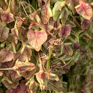 Photographie n°2497264 du taxon Rumex alpinus L. [1759]
