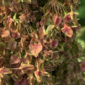 Photographie n°2497265 du taxon Rumex alpinus L. [1759]
