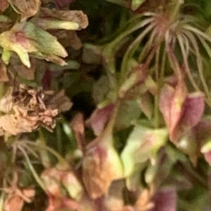 Photographie n°2497267 du taxon Rumex alpinus L. [1759]