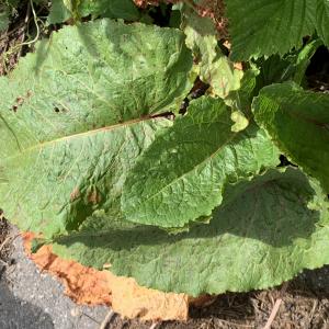 Photographie n°2497268 du taxon Rumex alpinus L. [1759]