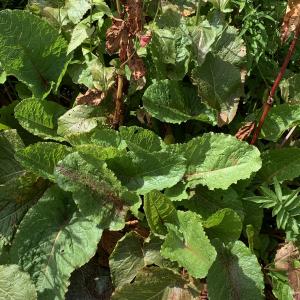 Photographie n°2497269 du taxon Rumex alpinus L. [1759]