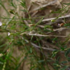 Photographie n°2497284 du taxon Gypsophila muralis L.