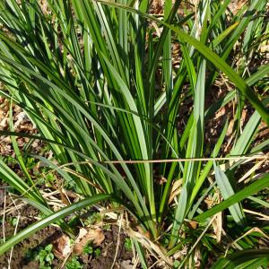 Photographie n°2497335 du taxon Carex pendula Huds. [1762]