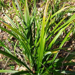 Photographie n°2497336 du taxon Carex pendula Huds. [1762]