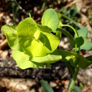 Photographie n°2497346 du taxon Euphorbia amygdaloides L. [1753]