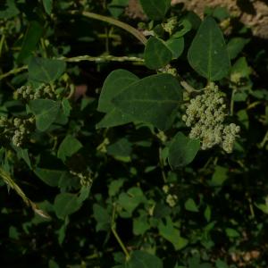 Photographie n°2497360 du taxon Chenopodium vulvaria L. [1753]