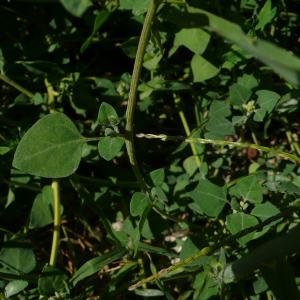 Photographie n°2497361 du taxon Chenopodium vulvaria L. [1753]