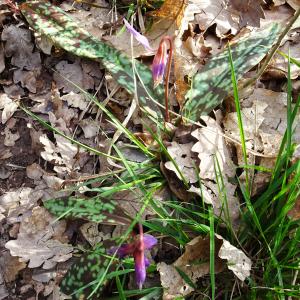 Photographie n°2497365 du taxon Erythronium dens-canis L.