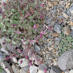 Photographie n°2497413 du taxon Silene vulgaris subsp. prostrata (Gaudin) Schinz & Thell. [1923]