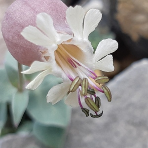 Photographie n°2497416 du taxon Silene vulgaris subsp. prostrata (Gaudin) Schinz & Thell. [1923]