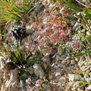 Photographie n°2497421 du taxon Brassica repanda subsp. repanda