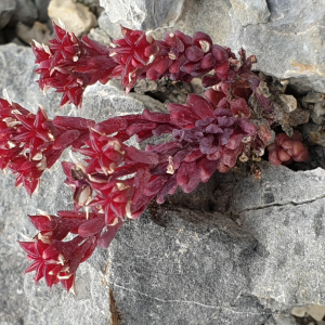 Photographie n°2497434 du taxon Sedum atratum L. [1763]