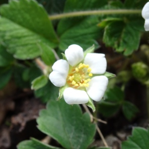 Photographie n°2497438 du taxon Potentilla sterilis (L.) Garcke [1856]