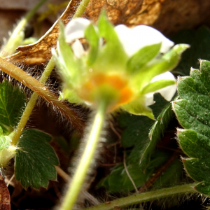 Photographie n°2497439 du taxon Potentilla sterilis (L.) Garcke [1856]