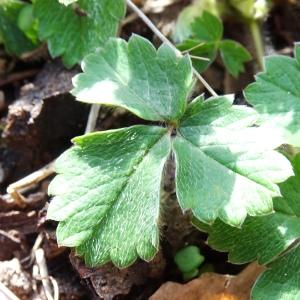 Photographie n°2497440 du taxon Potentilla sterilis (L.) Garcke [1856]