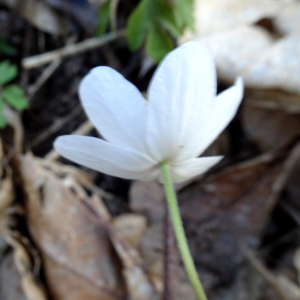 Photographie n°2497441 du taxon Anemone nemorosa L. [1753]