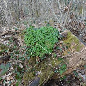 Photographie n°2497445 du taxon Anemone nemorosa L. [1753]