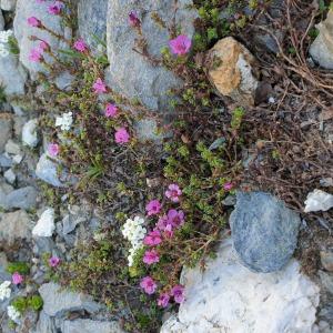 Photographie n°2497516 du taxon Saxifraga oppositifolia L. [1753]