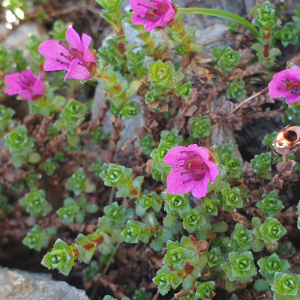 Photographie n°2497518 du taxon Saxifraga oppositifolia L. [1753]