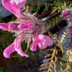 Photographie n°2497522 du taxon Pedicularis rosea subsp. allionii (Rchb.f.) Arcang. [1882]