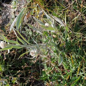 Photographie n°2497533 du taxon Centaurea uniflora L. [1767]