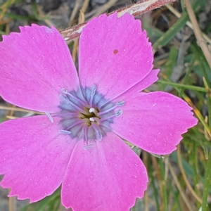 Photographie n°2497535 du taxon Dianthus pavonius Tausch [1839]