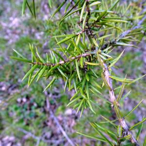 Photographie n°2497551 du taxon Juniperus communis L. [1753]