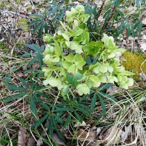 Photographie n°2497558 du taxon Helleborus foetidus L. [1753]