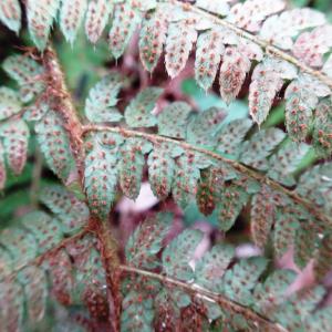 Photographie n°2497570 du taxon Polystichum setiferum (Forssk.) T.Moore ex Woyn. [1913]