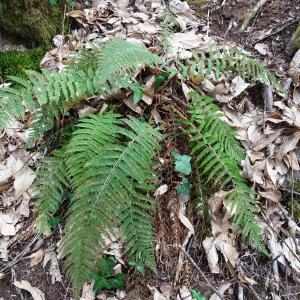 Photographie n°2497571 du taxon Polystichum setiferum (Forssk.) T.Moore ex Woyn. [1913]