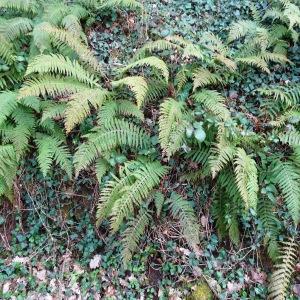 Photographie n°2497581 du taxon Polystichum setiferum (Forssk.) T.Moore ex Woyn. [1913]