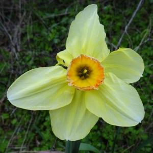 Photographie n°2497589 du taxon Narcissus pseudonarcissus L. [1753]