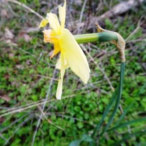 Photographie n°2497591 du taxon Narcissus pseudonarcissus L. [1753]