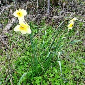 Photographie n°2497592 du taxon Narcissus pseudonarcissus L. [1753]