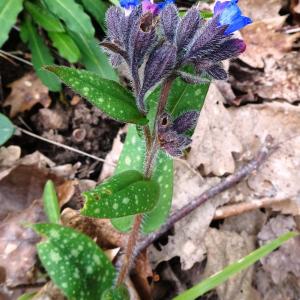 Photographie n°2497601 du taxon Pulmonaria longifolia (Bastard) Boreau [1857]