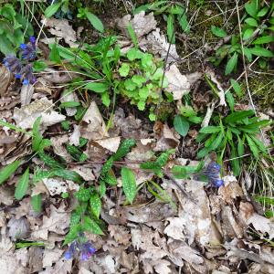 Photographie n°2497603 du taxon Pulmonaria longifolia (Bastard) Boreau [1857]