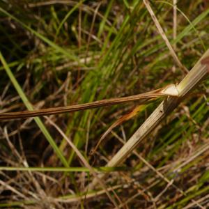 Photographie n°2497613 du taxon Allium oleraceum L. [1753]