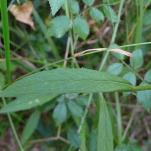 Photographie n°2497626 du taxon Hieracium umbellatum L. [1753]