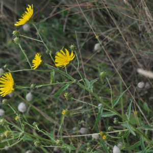 Photographie n°2497645 du taxon Hieracium umbellatum L.