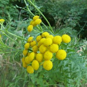 Photographie n°2497657 du taxon Tanacetum vulgare L. [1753]
